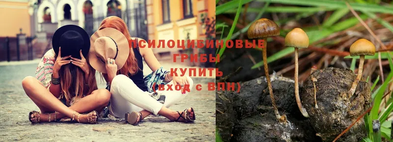 купить наркотики цена  Уяр  Псилоцибиновые грибы Psilocybe 